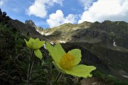 49 Pulsatilla alpina (sulsfurea) verso i Laghetti di Ponteranica